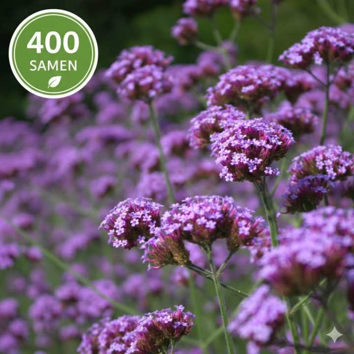 Werbena Patagońska Verbena Bonariensis 400 nasion